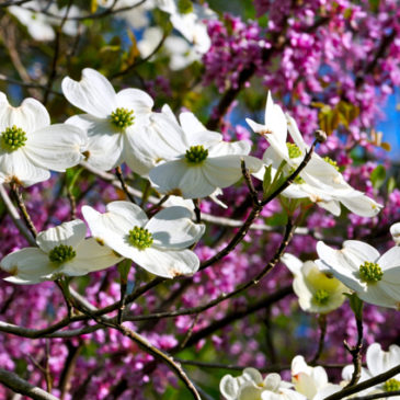 Spring Blossoms from Jerry Wilcoxen