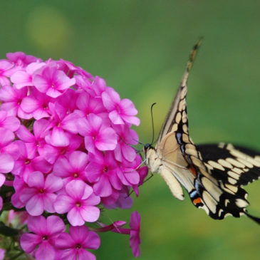 Phlox and Swallowtail by Lucinda Reynolds