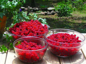 Carla's Raspberries