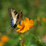 Swallowtail butterfly on ‘Bright Lights’ cosmos