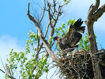 Nature Journal: Raising an Eagle Family on the White River